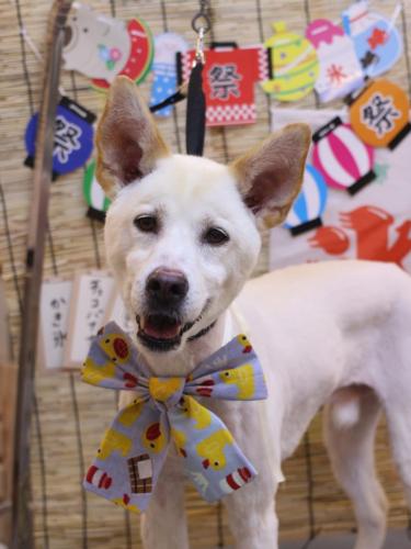 20240713コハクくん